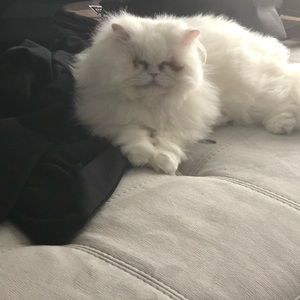 Meet your Posher, Am